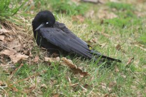 ハシボソガラス2022年4月22日