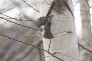 ヒヨドリ2022年4月22日