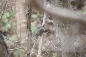 キジバト2022年4月22日