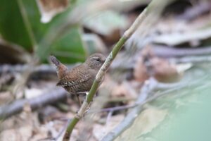 ミソサザイ2022年4月22日