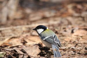 シジュウカラ2022年4月22日