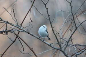 シマエナガ2022年4月22日