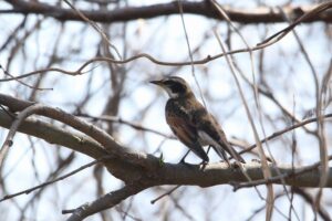 ツグミ2022年4月22日