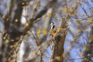 アカゲラ2022年4月30日