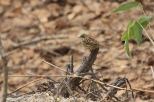 アオジ2022年4月30日