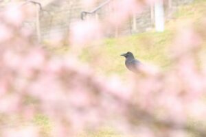 ハシブトガラス2022年４月30日