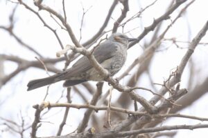 ヒヨドリ2022年4月30日