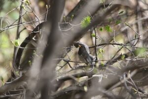 クロツグミ雄2022年4月30日