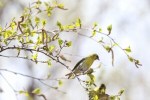 マヒワ雄2022年4月30日