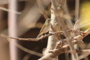 ルリビタキ雌2022年4月30日