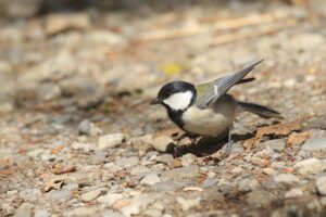 シジュウカラ雌2022年４月30日