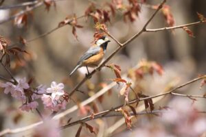ヤマガラ2022年4月30日