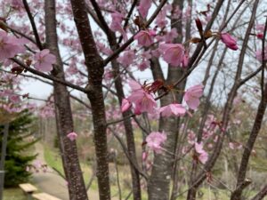 4月29日園内の桜開花状況1