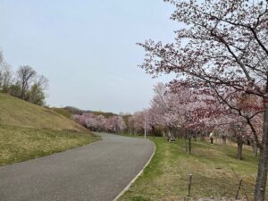 4月29日園内の桜開花状況2