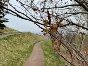 4月29日園内の桜開花状況3