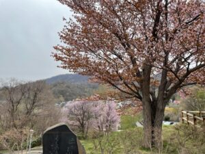4月29日園内の桜開花状況4