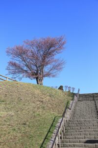 桜2022年4月25日展望台一本桜2