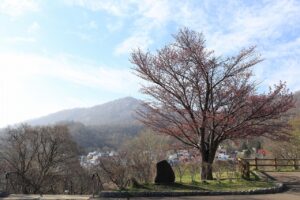 桜2022年4月25日展望台一本桜3