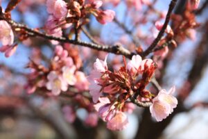 桜2022年4月25日展望台一本桜1