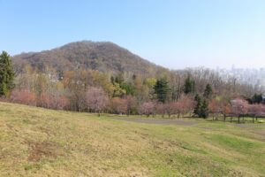 桜2022年4月25日円山を望む