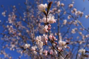 桜2022年4月25日桜