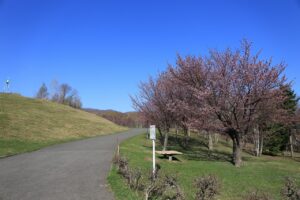 桜2022年4月25日新桜並木
