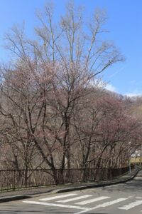 桜2022年4月25日第1駐車場入口