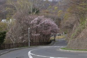 桜2022年4月26日第1駐車場入口