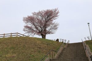 桜2022年4月26日展望台一本桜2