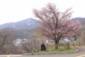 桜2022年4月26日展望台一本桜3