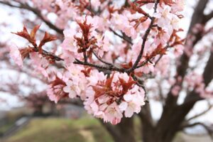 桜2022年4月26日展望台一本桜1