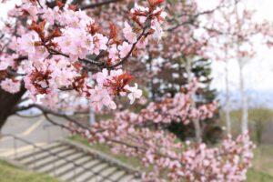 桜2022年4月26日展望台一本桜4