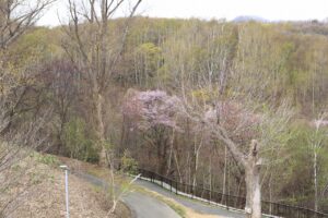 桜2022年4月26日第1駐車場入口上から