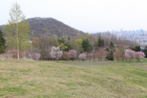 桜2022年4月26日新桜並木円山