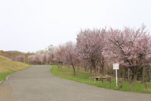 桜2022年4月26日新桜並木