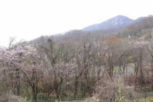 桜2022年4月26日第1駐車場入口藻岩山