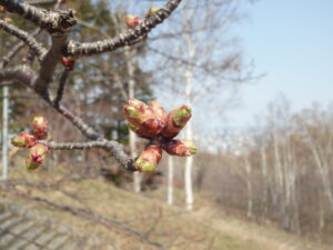 桜の蕾　4月20日(水曜日）