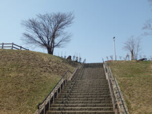階段からの1本桜。4月20日(水曜日）