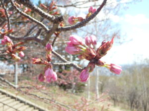園内の桜