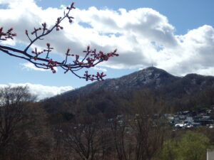 藻岩山と桜の木