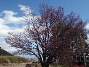 展望台の桜の木