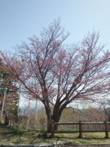 展望台の一本桜