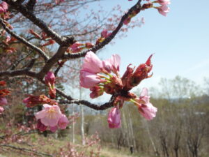 桜の様子