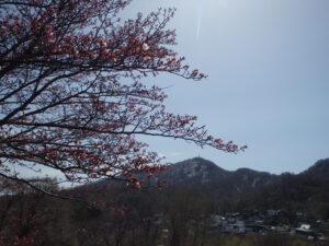 桜と藻岩山