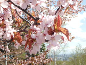 園内の桜の様子