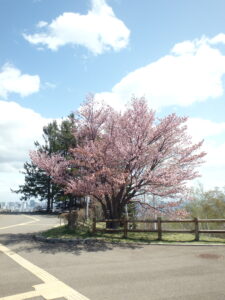 展望台の一本桜