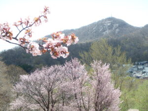 桜と藻岩山