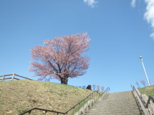 展望台の一本桜