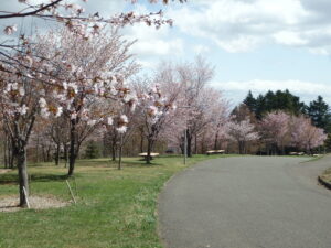 新桜並木