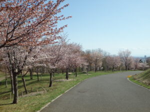 新桜並木の様子